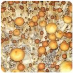 Псилоцибиновые (галлюциногенные) грибы в Камышине Psilocybin "Golden Teacher" Псилоцибиновые (галлюциногенные) грибы в Камышине Psilocybin "Golden Teacher"