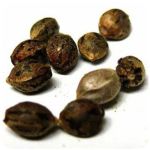 Семена марихуаны АК-47 (Seeds AK-47) в Камышине Семена марихуаны АК-47 (Seeds AK-47) в Камышине